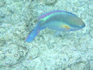 Princess Parrotfish