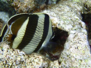 Striped Butterflyfish