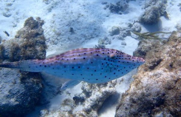 Scrawled Filefish